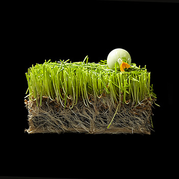 Chlorophyll Capsule, prepared by André Chiang, during the Givaudan Chef’s Council, New York, June 2014 Chlorophyll Capsule, prepared by André Chiang, during the Givaudan Chef’s Council, New York, June 2014