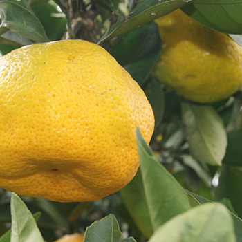 TasteTrek Citrus, Brazil TasteTrek Citrus, Brazil