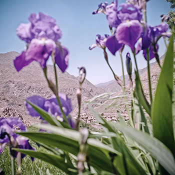 Iris field Iris field