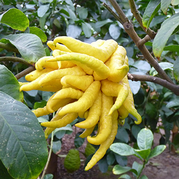 TasteTrek Citrus, Italy TasteTrek Citrus, Italy