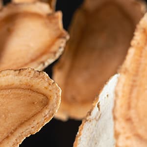 American ginseng American ginseng