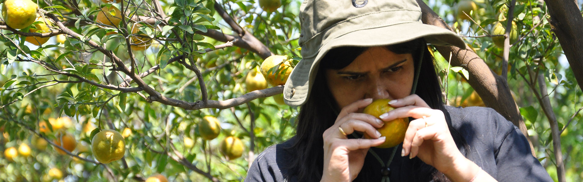 TasteTrek Citrus, India TasteTrek Citrus, India