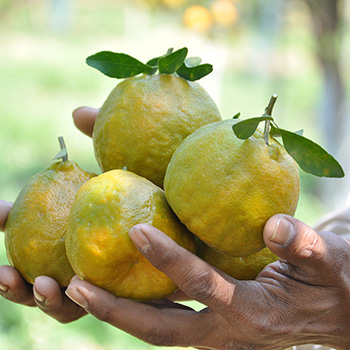 TasteTrek Citrus, India TasteTrek Citrus, India