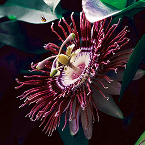 Passionflower Passionflower