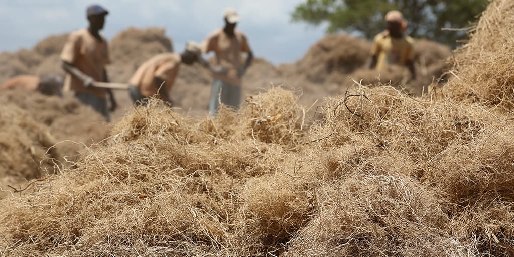 Vetiver harvest in Haiti