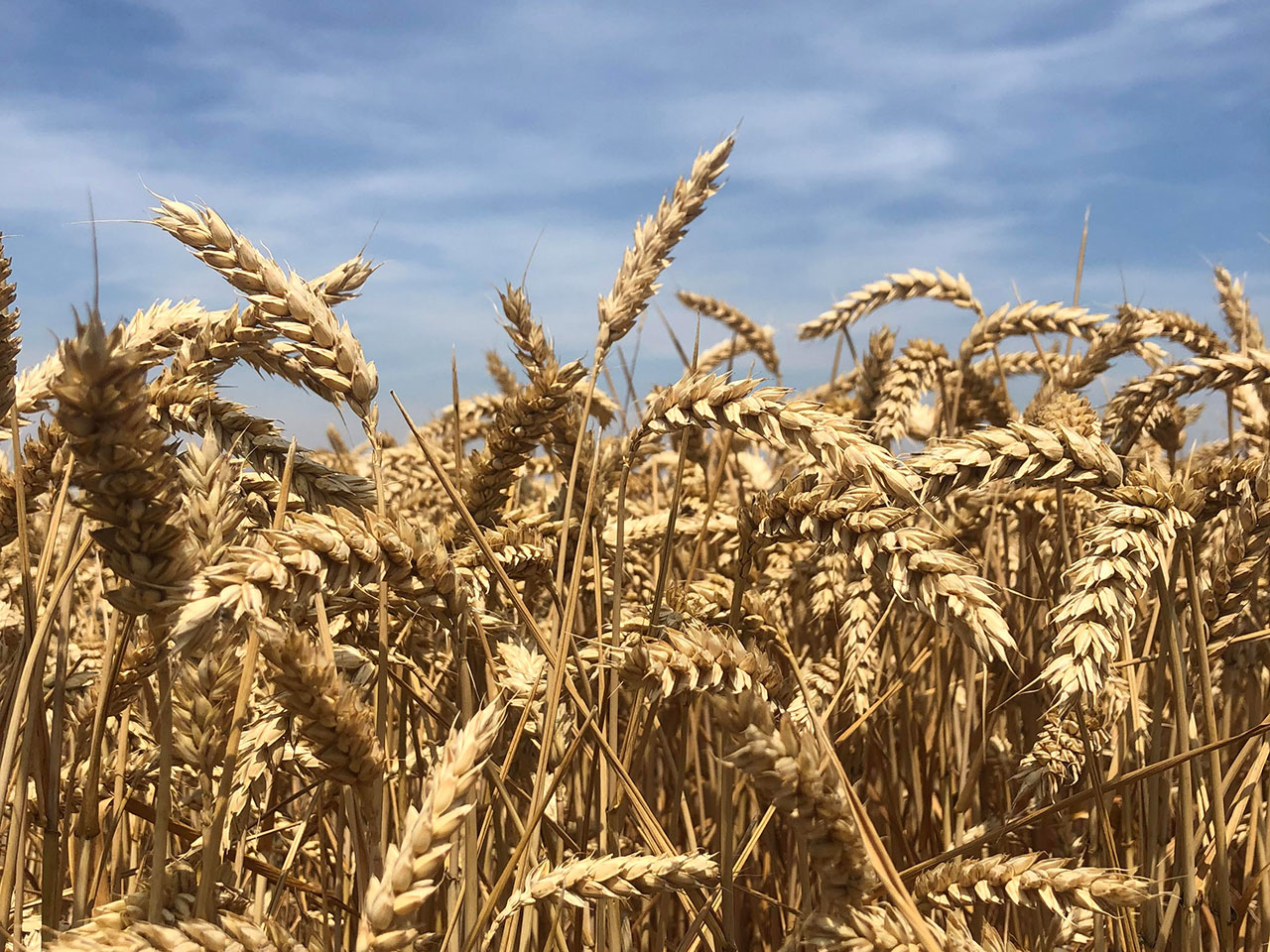 Field with wheat