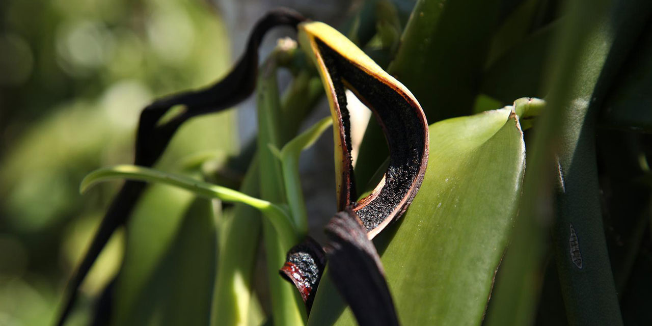 Vanilla plant in Madagascar