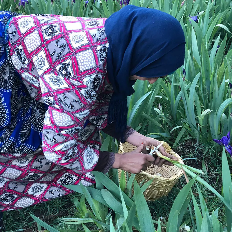 Local woman harvesting iris