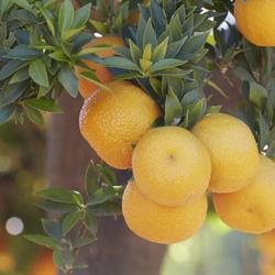 India lime