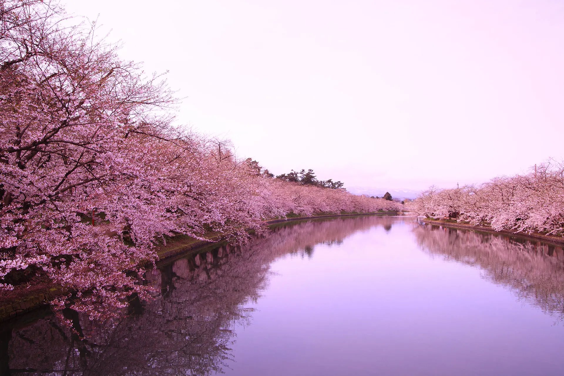 Cherry blossom