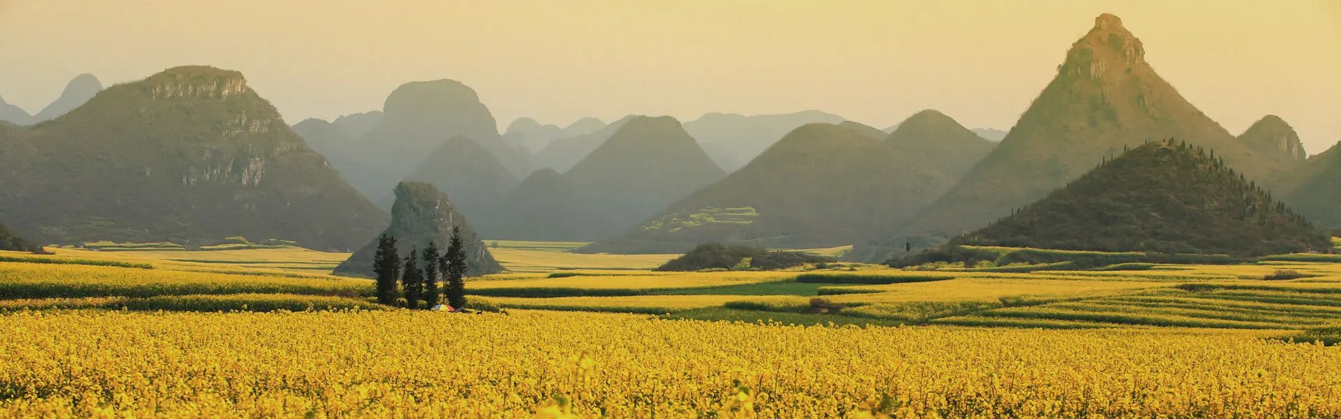 Field with yellow flowers