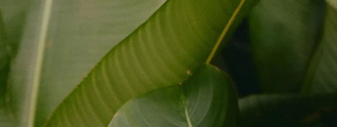 giv-tropical-leaves-1088x410_0.webp