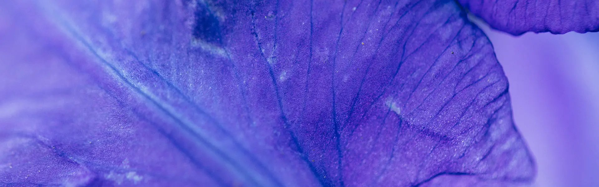 Macro photo of an iris petal