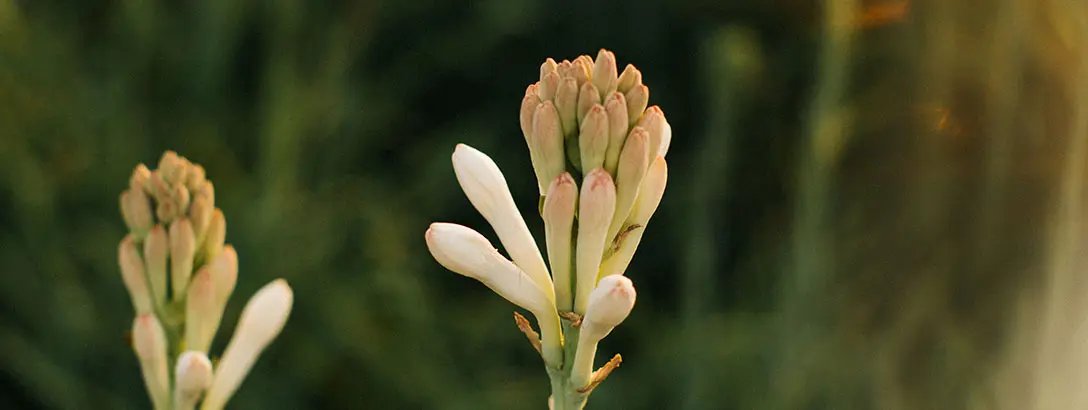 A  macro photo of a tuberose flower