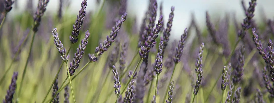 Delicate purple lavender flowers rise gracefully against a blurred green background. The image captures the serene beauty of a lavender field, evoking a calm, inviting atmosphere.