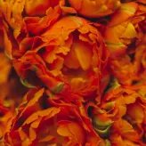 giv_orange_floral_800x800.webp