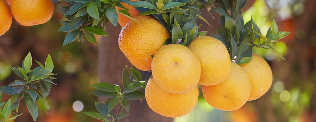 五感を刺激する自然の柑橘系フレーバー