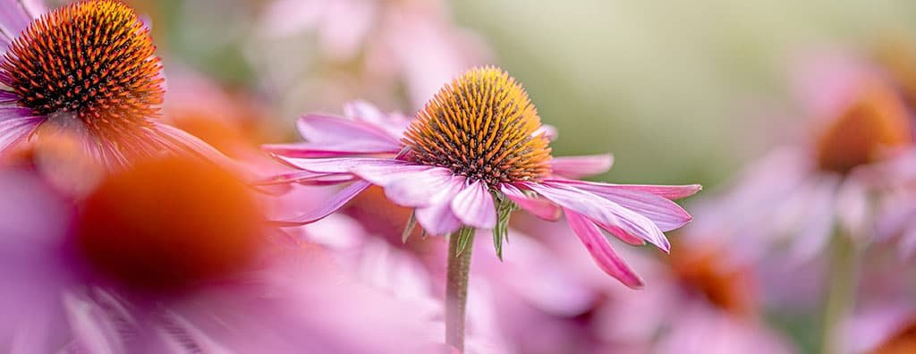 Immunity & Relaxation