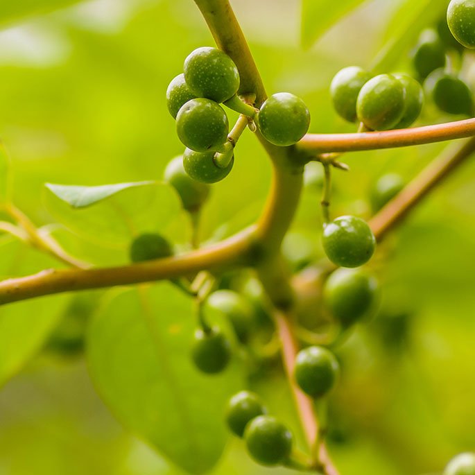 Litsea cubeba in China