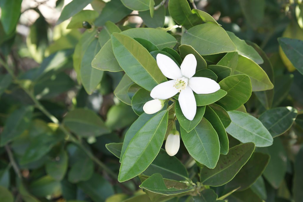 image small thumbnail