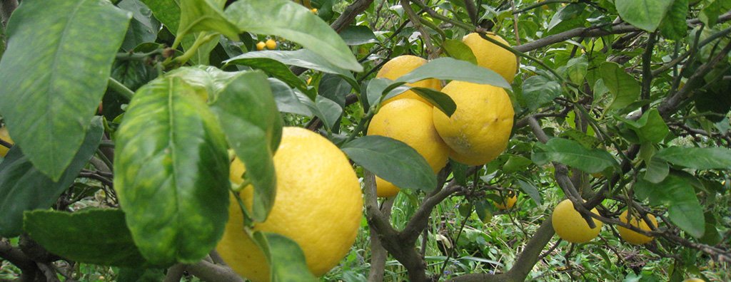 Citrus orchard in Italy