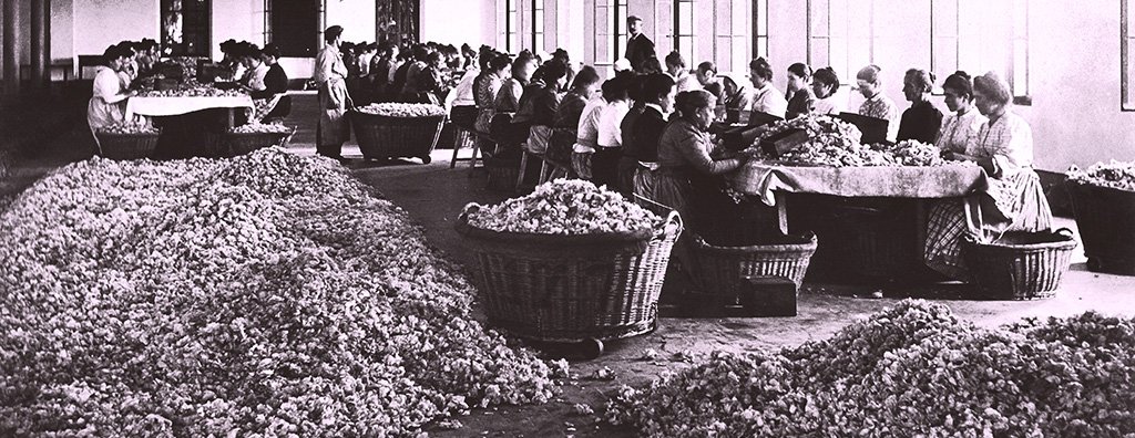 Collecting roses in Grasse, early 20th Century