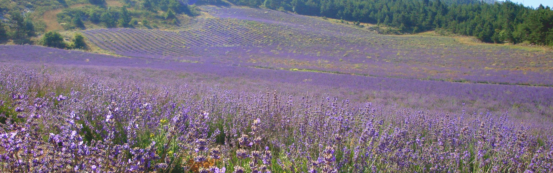 Givaudan Story