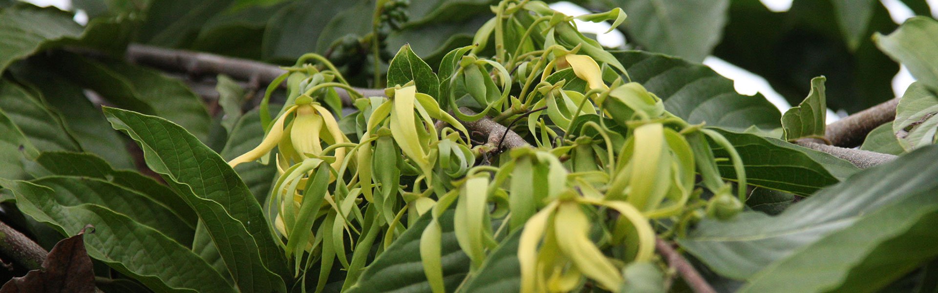 Ylang ylang flowers