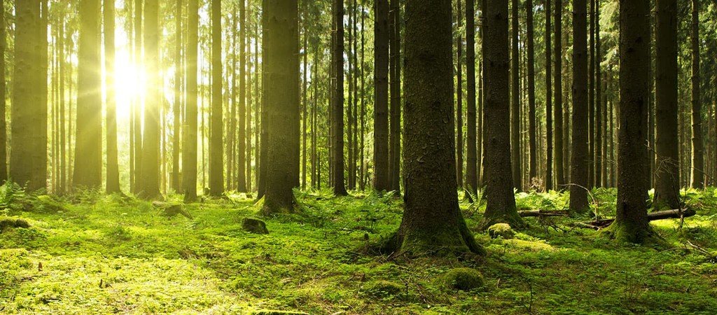 Our climate positive journey