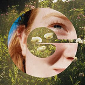 Field with white flowers