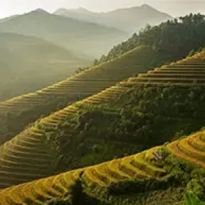 Rice terraces