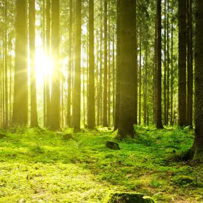 Forest sunrise