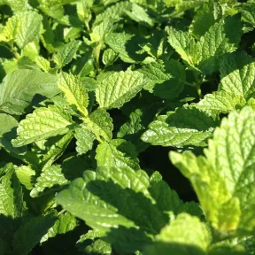 Lemon balm leaves