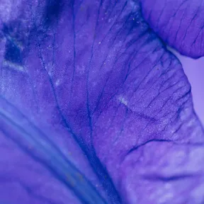 Macro photo of an iris petal