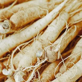 Close up of American ginseng