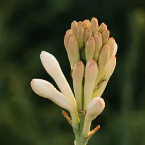 A  macro photo of a tuberose flower