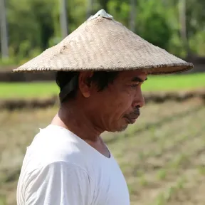 A man wearing a traditional straw hat walks alongside a lush, green rice paddy. He has a serious expression as he focuses on his surroundings under bright sunlight.