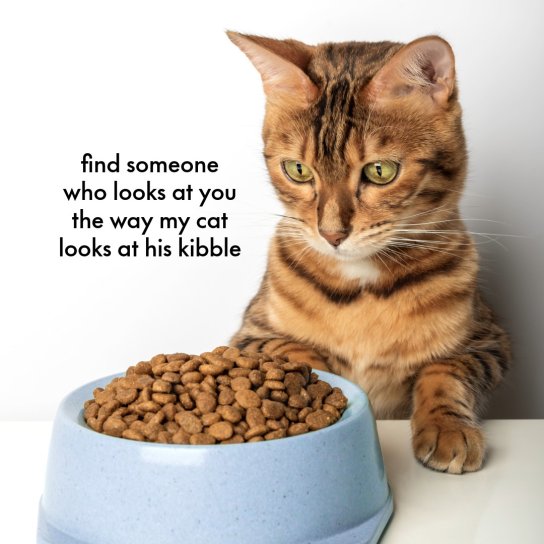 instagram post creating human-like pet f