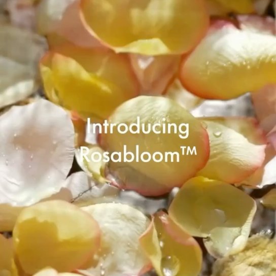 instagram post Introducing Rosabloom, Gi