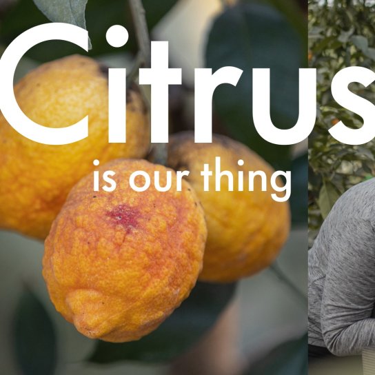 instagram post Citrus is our thing! Our 