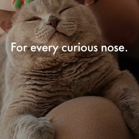 instagram post For every curious nose.Ev