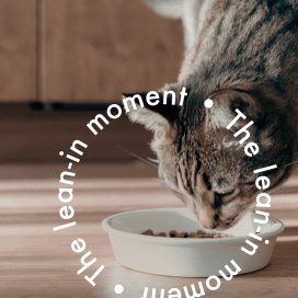 instagram post Ever noticed how pets rea