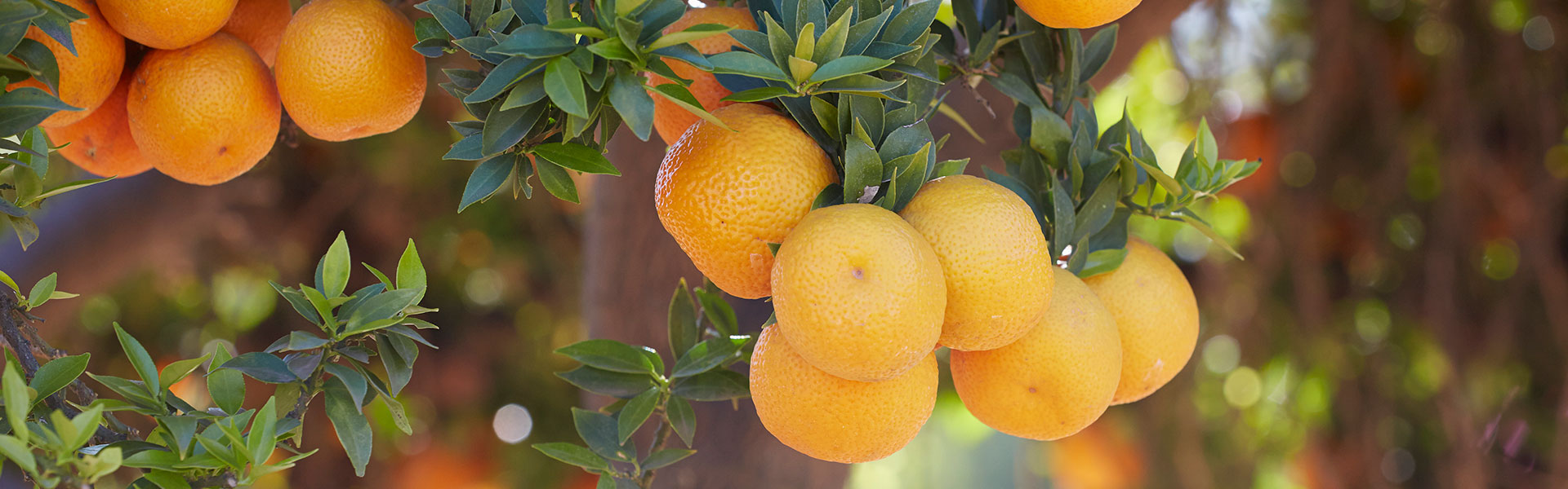 柑橘系 GIV_Yellow_IndiaLime_1920x600.jpg
